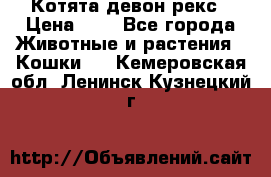 Котята девон рекс › Цена ­ 1 - Все города Животные и растения » Кошки   . Кемеровская обл.,Ленинск-Кузнецкий г.